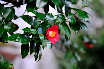 Camellia japonica bush with red flowers and green leaves
