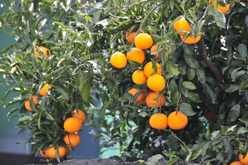 orange tree with fruits