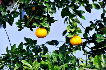 orange tree with fruits