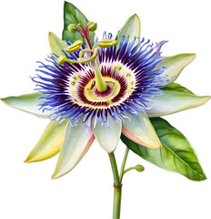 Watercolor painting of a Passion Flower.