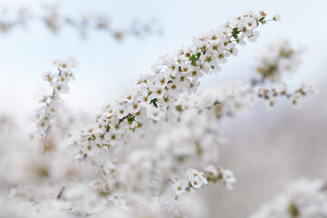 春の小さな白い花の群生、雪柳