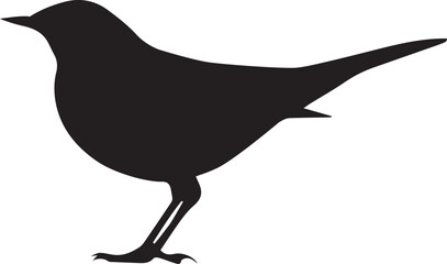 Common blackbird bird isolated over white background. Vector illustration.