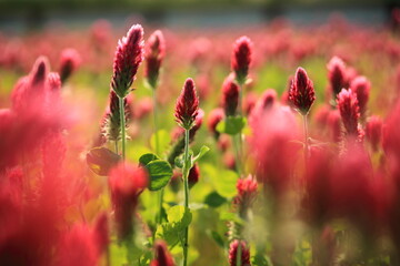 クリムゾンクローバーの咲く畑
