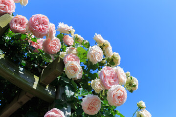 満開のピンクのバラと青い空