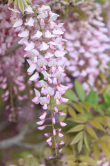 満開のピンク色の藤の花