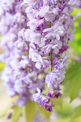 満開の紫色の藤の花