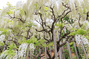 Fototapeta premium 満開の白い藤の花