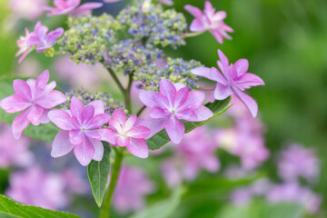 梅雨時期の景色　美しいアジサイ