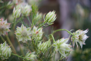 柔らかい毛並みのような落ち着いた雰囲気の花。
