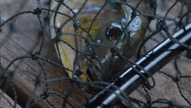 In the video, a fish is struggling for air as it takes its last breath inside the cage.