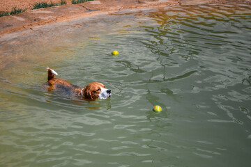 Tri beagle dog swims towards tennis ball in a pond at a dog park. dog catching a ball in a pond at...