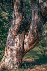 Pine tree with strange shaped and deformed branches and trunk, during summer