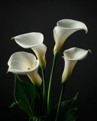 A serene composition of multiple white calla lilies with a dark background evoking purity and tranquility