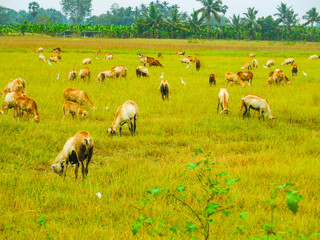 Obraz premium Stunning lambs are on the lush green paddy field. Beautiful Cloud of sheep are taking food at the countryside form. Picture clicked near Thiruchendhur village, Tamilnadu, south India, India.