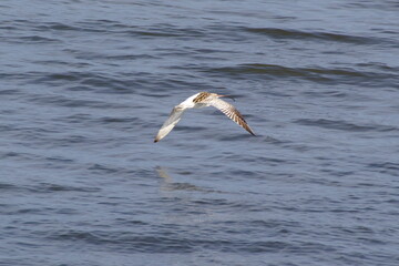 ダイシャクシギ