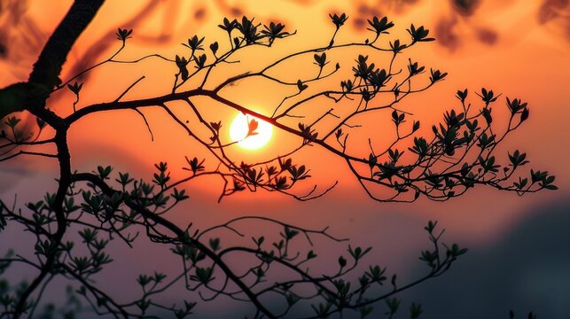 The photo shows tree branches with leaves against a sunset backdrop, with the sun's silhouette