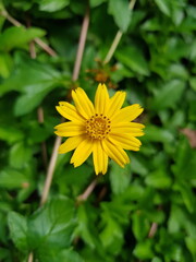 yellow dandelion flower