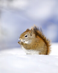 American Red Squirrel, Tamiasciurus hudsonicus, a.k.a. Pine Squirrel or Chickaree, poses in winter snow in the North American woodlands