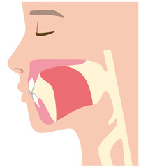 正しい舌の位置 © koti