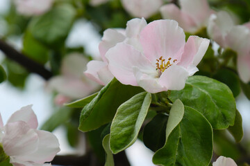 Flowering quince fruit tree.