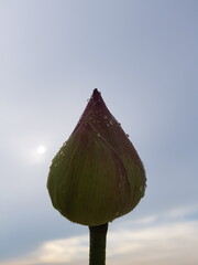 Lotus on the sky