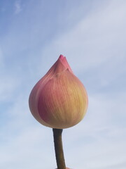 garlic bulbs on blue sky background