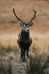 Wild deer with beautiful large antlers