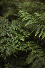 Fern leaves in Mull temperate rainforest - obrazy, fototapety, plakaty