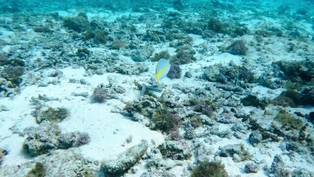 Yellow tail snapper roaming through the coral reef looking for food while diving in the Caribbean. Shot in 4K on a Canon R5.