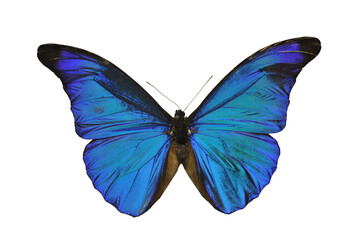 Butterfly species Morpho