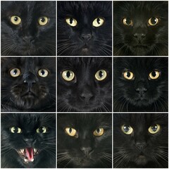 group of black cats