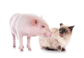 miniature pig and siamese cat