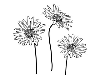 Black and white hand drawn floral illustration with chamomile flowers. Black outline of chamomile isolated on white background. Flowers for coloring and publications.