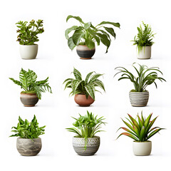 Set of green plant pots With leaves and flowers. Vector. Realistic illustration. lonely shadow on a white background