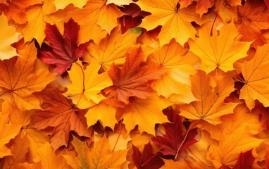 Naklejka na ściany i meble Background group autumn orange leaves
