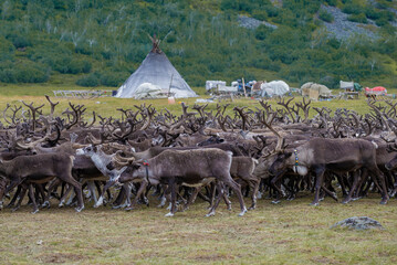 A herd of reindeer against the background of the camp of Nenets reindeer herders on an August day. Yamal, Russia - 766103987