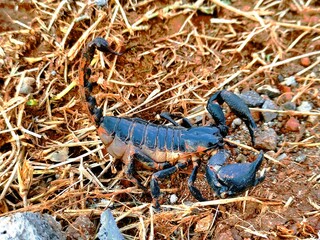 Scorpions are a group of animals with eight legs in the order Scorpiones, class Arachnida.  Scorpions are related to ketonggengs, spiders, mites and ticks