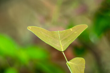 Red Butterfly Wing, Dainty plant with a zigzag pattern and butterfly-shaped leaves