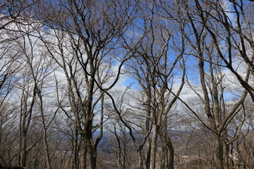 冬の森に残る枯れた木々と隙間から覗く青空