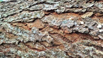 mahogany tree bark surface.