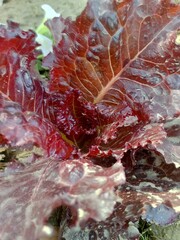 red leaf on the ground