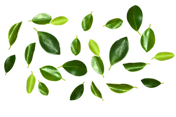 Set of natural green fresh leaves isolated on transparent background.
