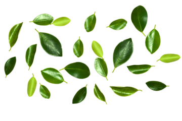 Set of natural green fresh leaves isolated on transparent background.
