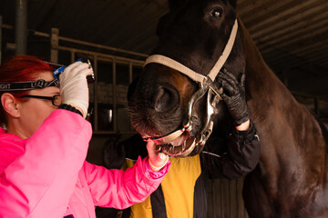 Equine dental examination with speculum
