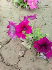 pink flowers in the garden
