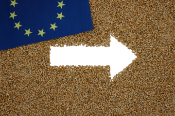 Wheat grain arrow background. European Union flag. European Green Deal. Top view. Copy space.
