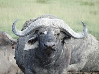 Closeup image of a free roaming buffalo in the Ngorongoro Crater, Tanzania