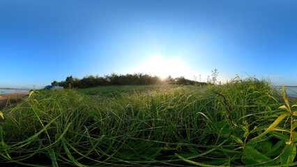 Green grass with dew in the morning. Panorama with blue sky.