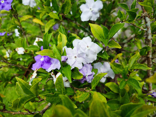 Purple and white Brunfelsia latifolia flowers with green leaves look beautiful and fresh