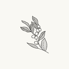 olives branch on white background. Line art and watercolor style with transparent background.